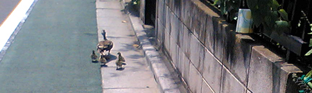 H200815duck.jpg